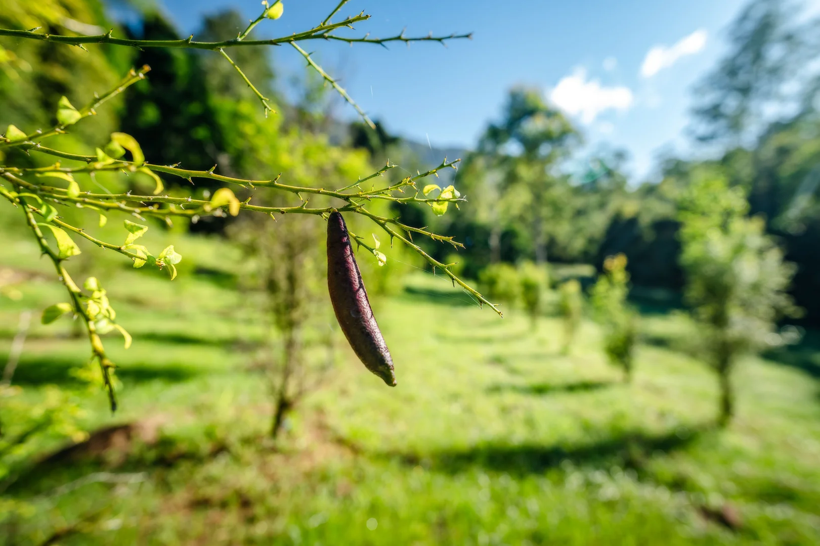 Additional image 32 of 484 Summervilles Road, Bellingen NSW 2454
