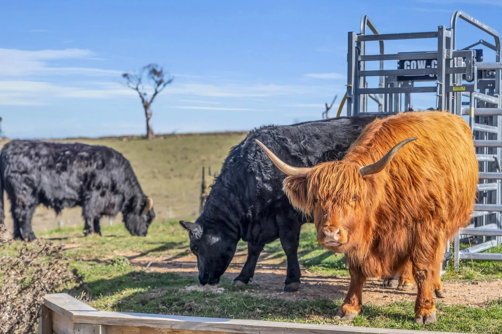 Additional image 19 of 44 Corrowong Road, Delegate NSW 2633