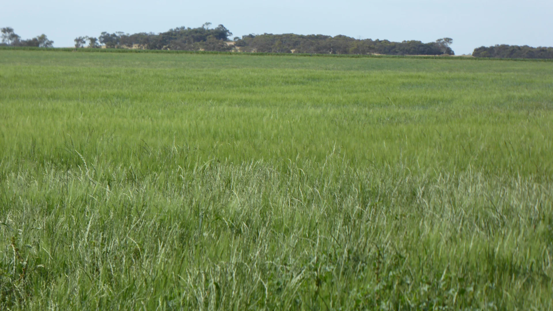 Additional image 5 of S606 Swedes Flat Road, Mundulla West SA 5270