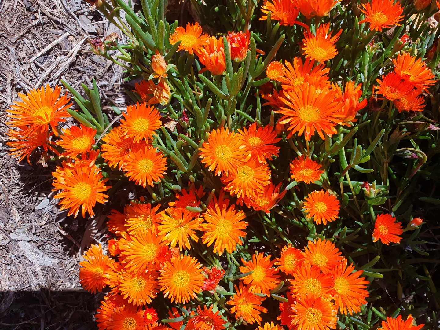 Additional image 24 of 6 Tantalla Street, Wedderburn VIC 3518