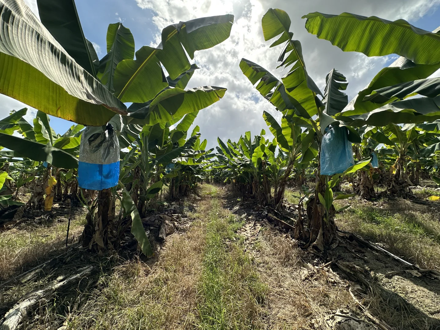 Additional image 2 of Murray Upper QLD 4854