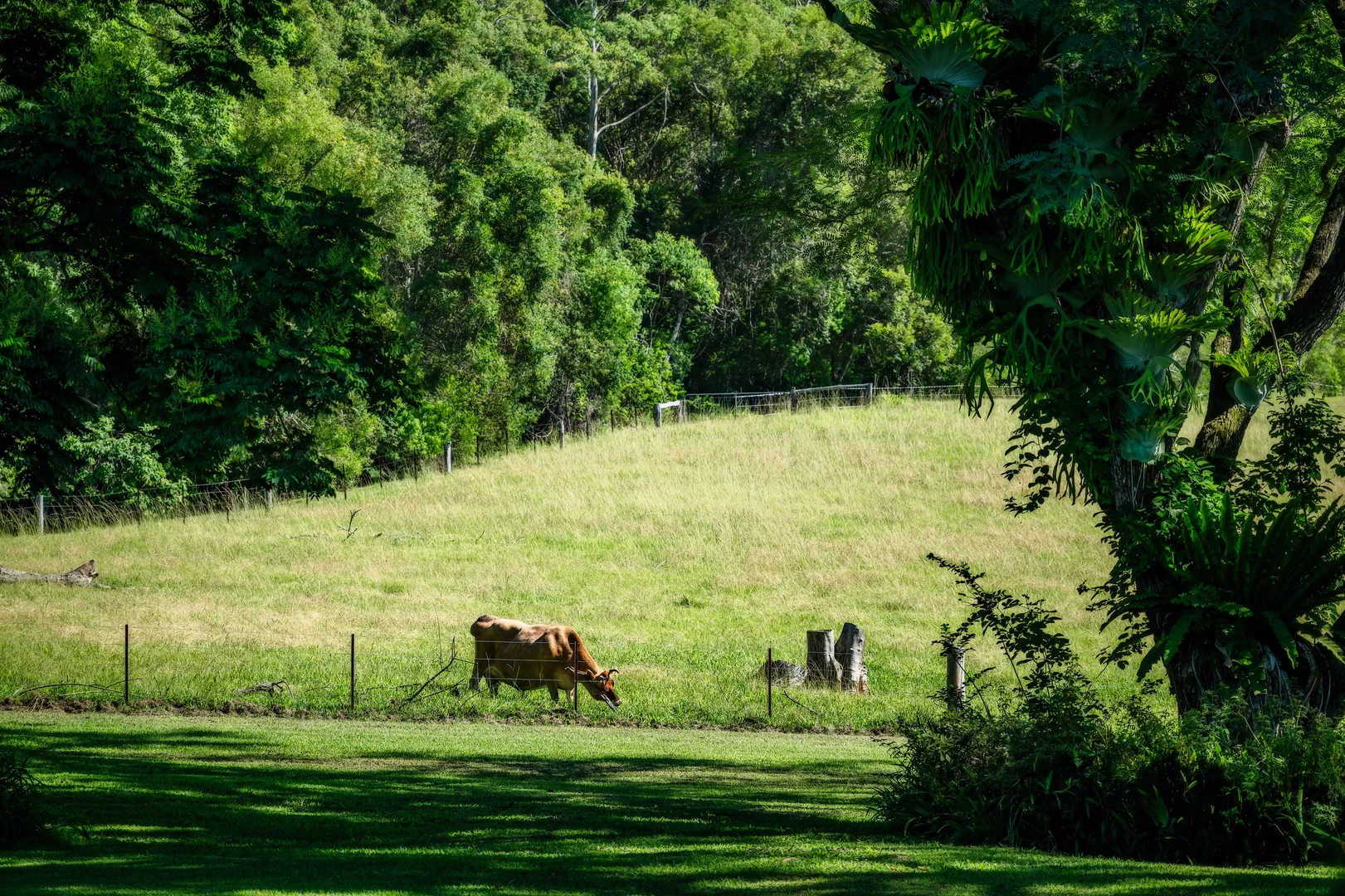 Additional image 23 of 484 Summervilles Road, Bellingen NSW 2454