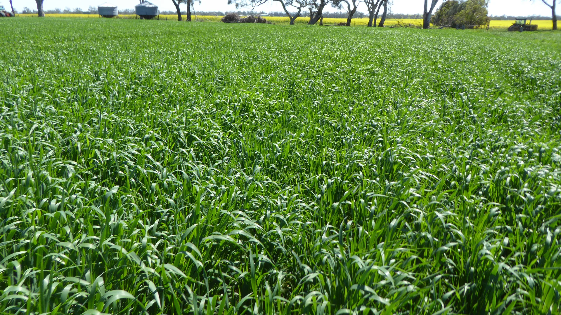 Additional image 2 of S606 Swedes Flat Road, Mundulla West SA 5270