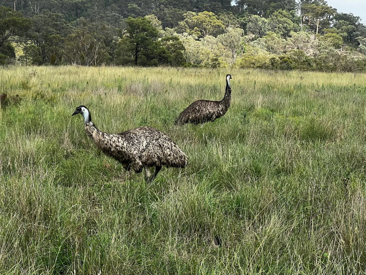 Additional image 25 of Lot 18 Hulks Road, Merriwa NSW 2329