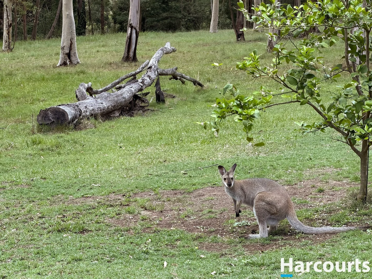Additional image 17 of 1416 Webbers Creek Road, Paterson NSW 2421