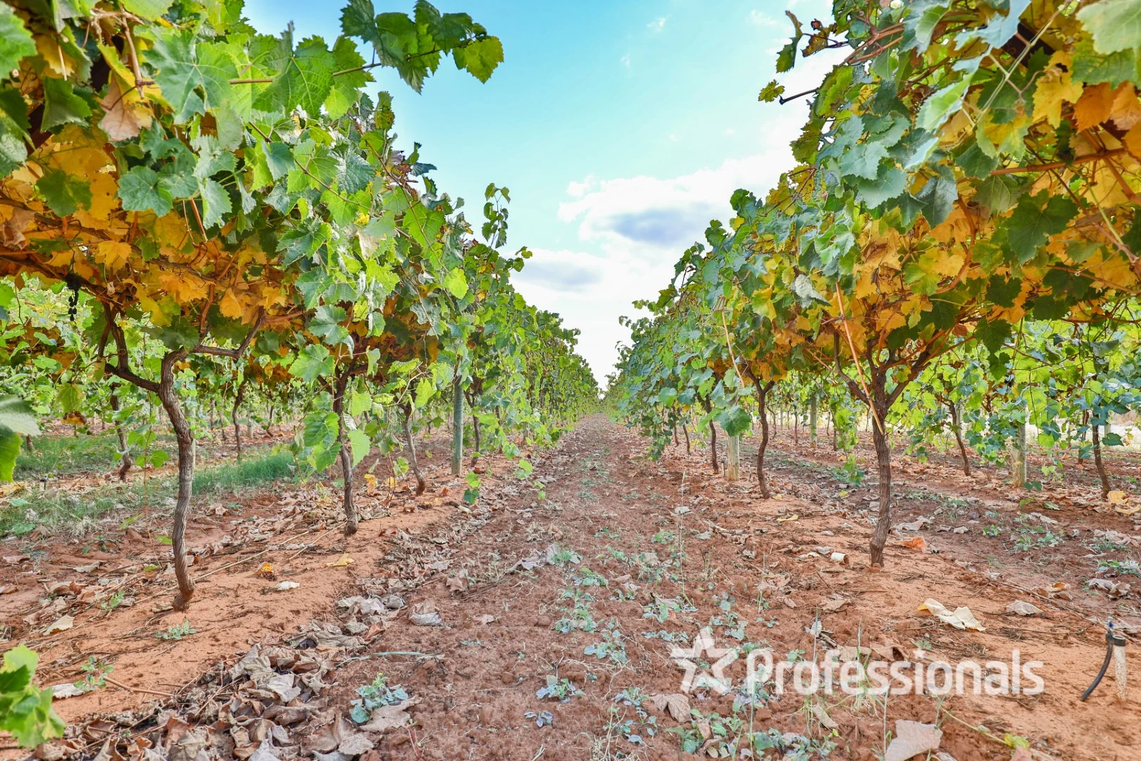 Additional image 6 of Lot 2 Myall Street, Cardross VIC 3496