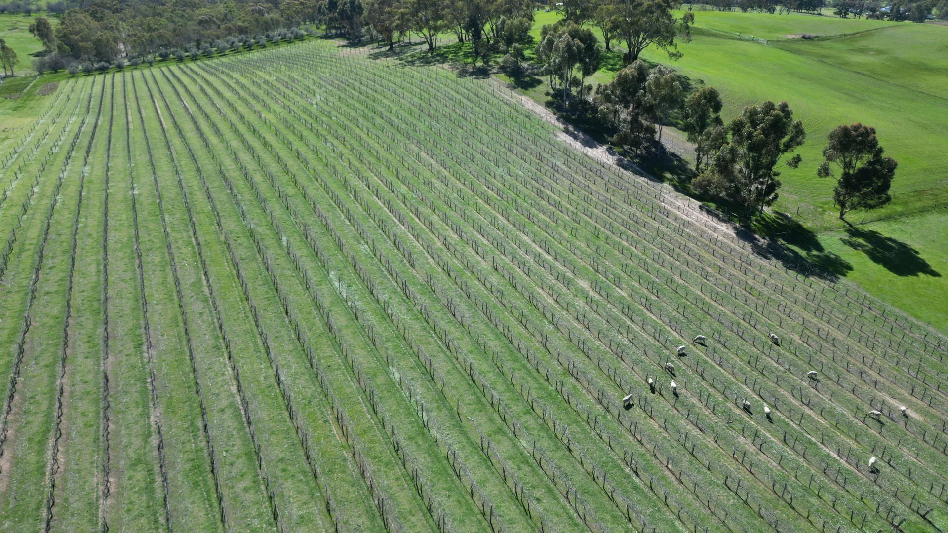 Additional image 17 of 97 McCord Lane, Gillentown SA 5453