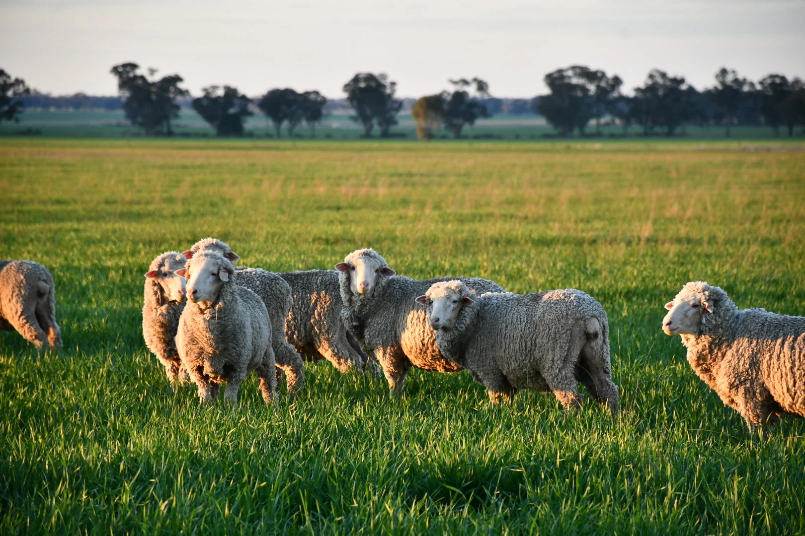 Additional image 5 of 179 Mittons Lane 'Lorna Doone', Pinnacle NSW 2810