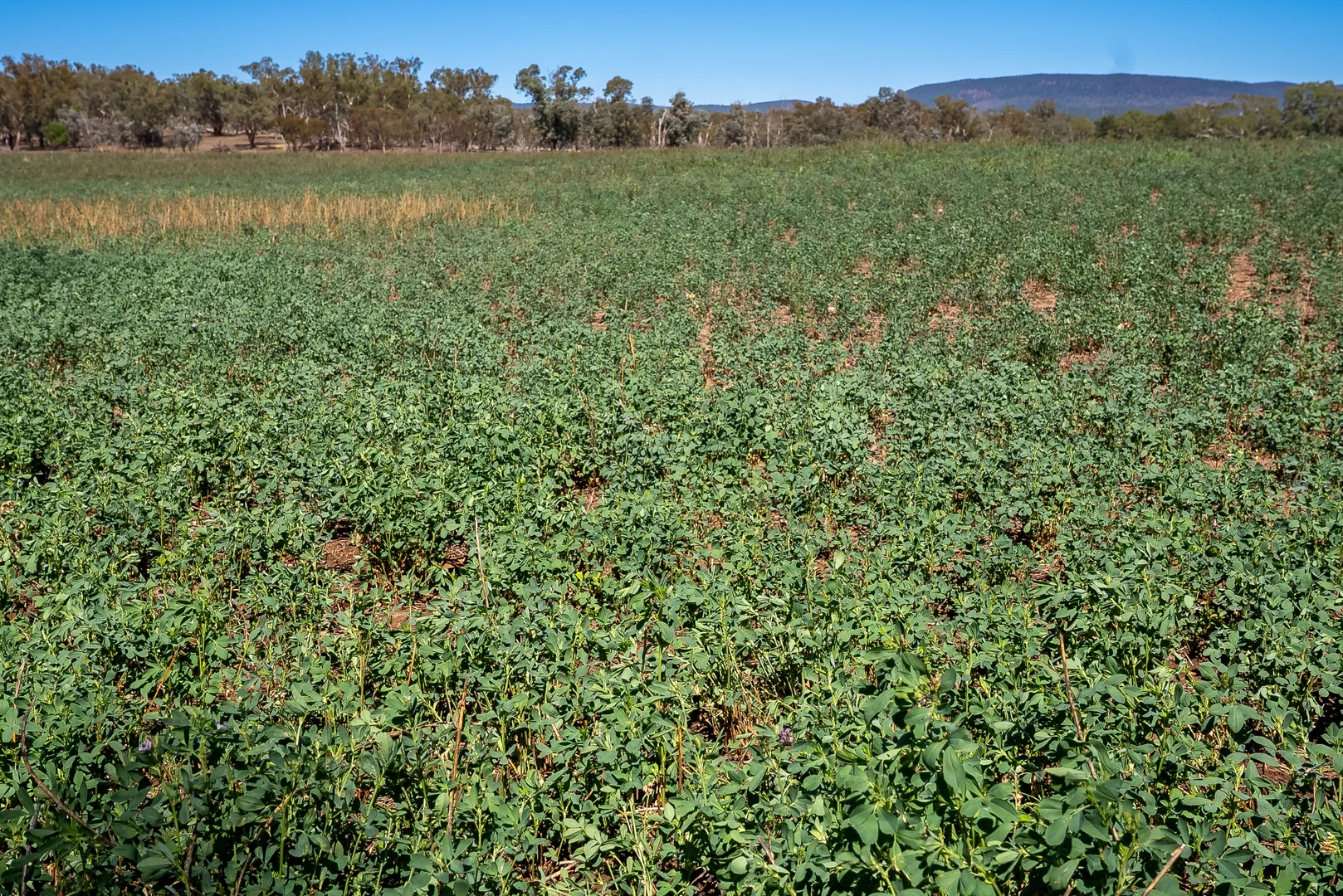 Additional image 3 of 7963 Mitchell Highway, Bakers Swamp NSW 2820