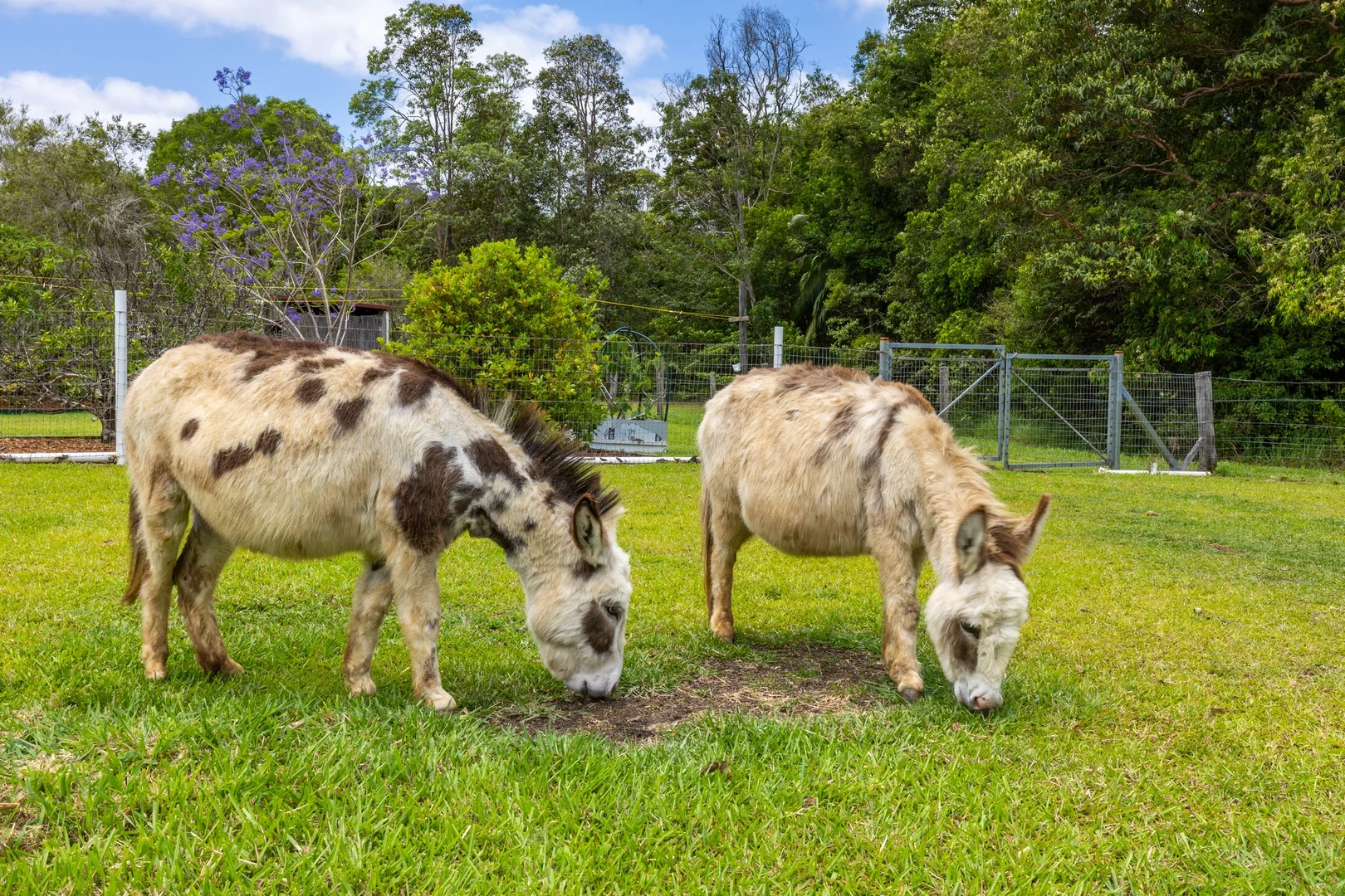 Additional image 19 of 10 Goodey Way, Kureelpa QLD 4560