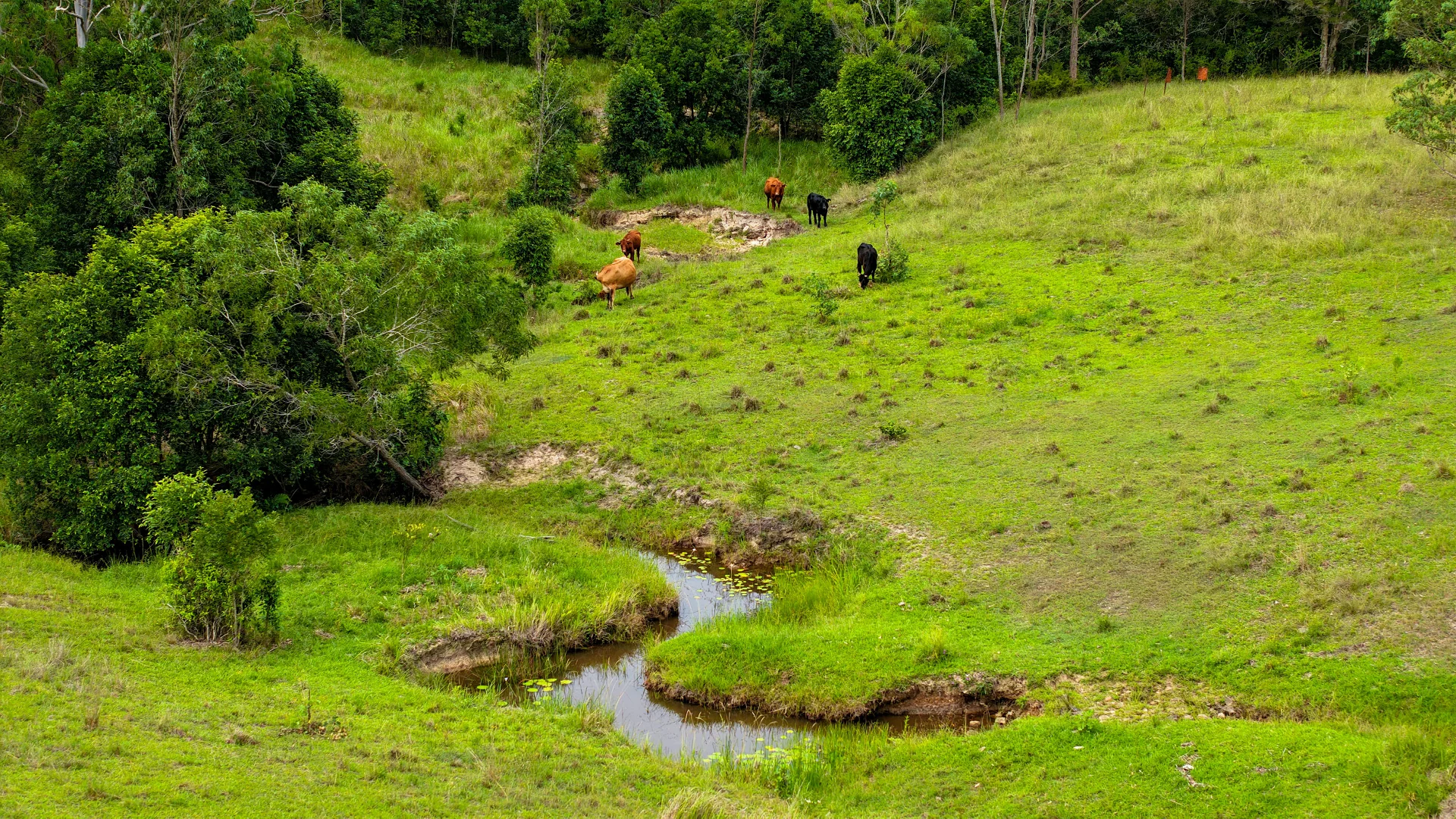 Additional image 2 of 198 Bow Hill Road, Dollys Flat NSW 2429