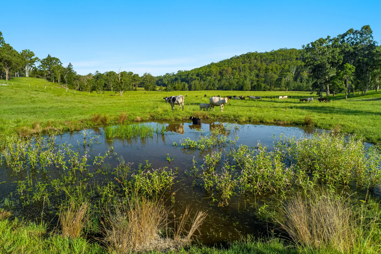 Additional image 20 of 6 Hiscockes Road, Theresa Creek NSW 2469