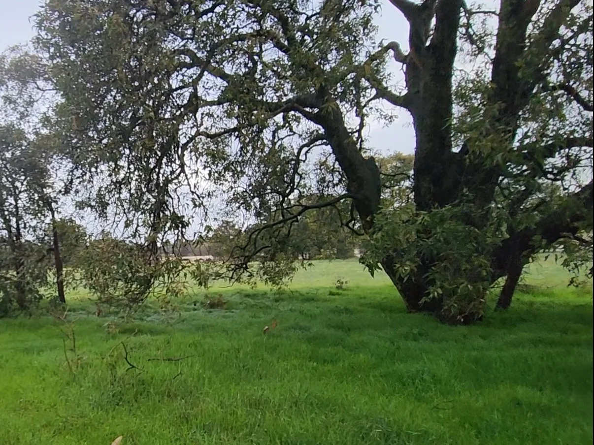 Lot 159 Chuditch Place, Ginginup WA 6503