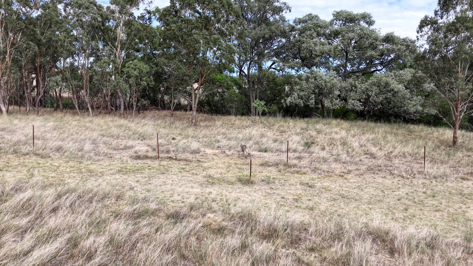 Additional image 8 of 1213 Mole River Road, Tenterfield NSW 2372