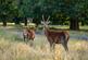 Additional image 13 of Richmond Square, Kew Foot Road, Richmond, Surrey, TW9