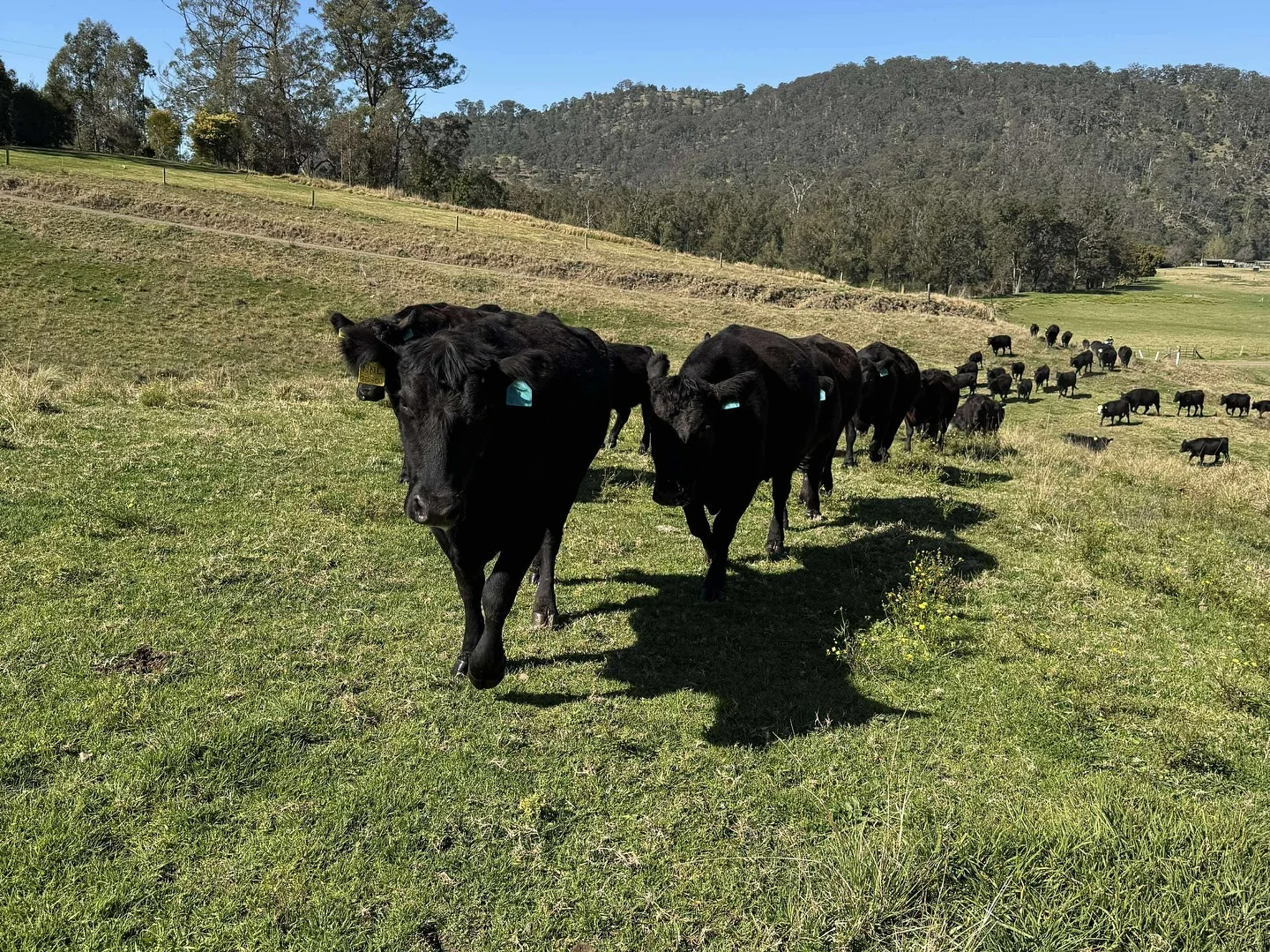 Additional image 35 of 689 Manchester Road, Via Gloucester, Bindera NSW 2422