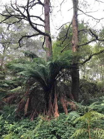 Additional image 4 of 2 Murchison Highway, Rosebery TAS 7470