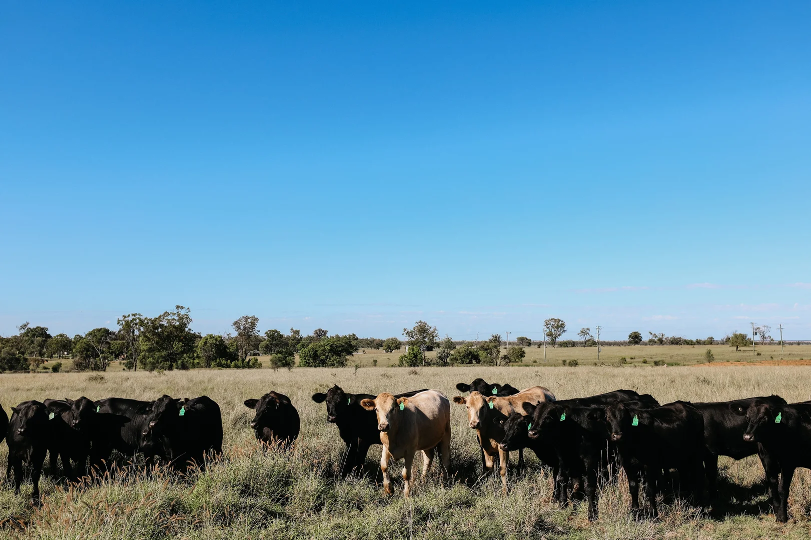 Additional image 26 of 888 Dargal Road, Roma QLD 4455