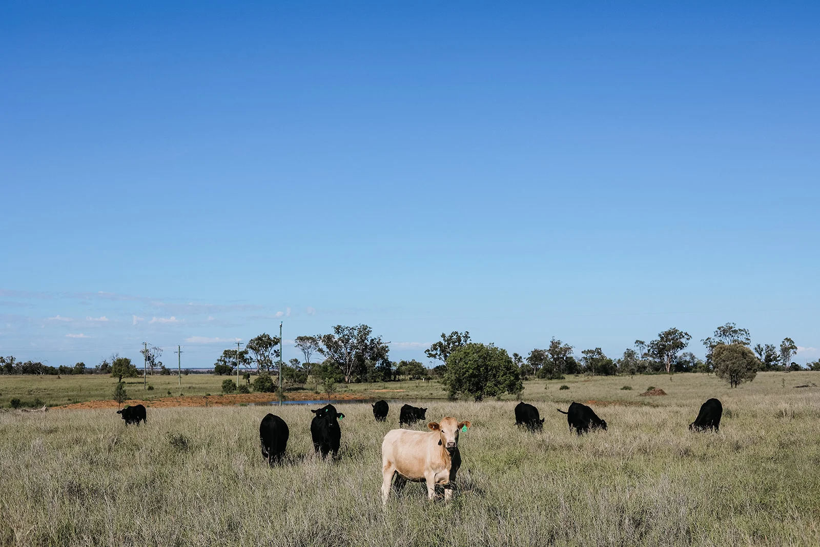 Additional image 8 of 888 Dargal Road, Roma QLD 4455