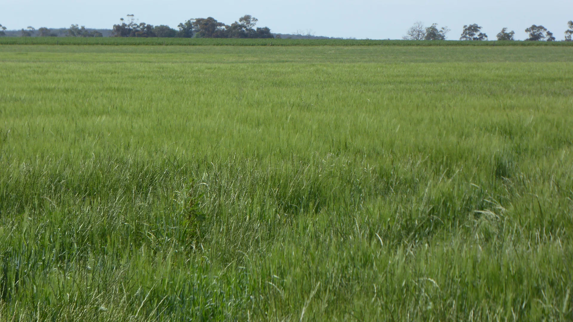 Additional image 4 of S606 Swedes Flat Road, Mundulla West SA 5270