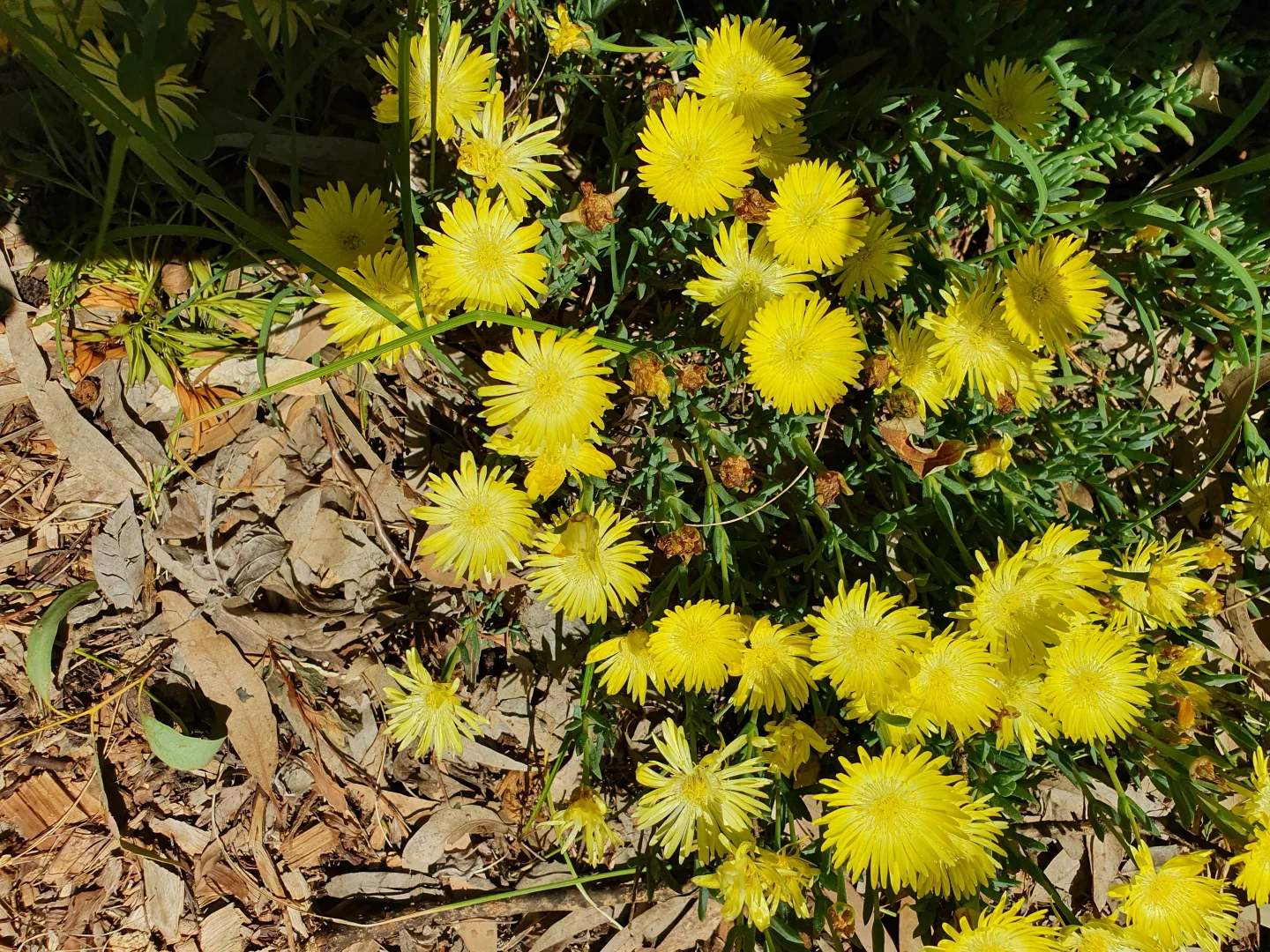 Additional image 22 of 6 Tantalla Street, Wedderburn VIC 3518