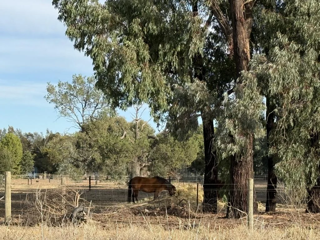 Additional image 6 of 70-78 Nangunia St, Berrigan NSW 2712