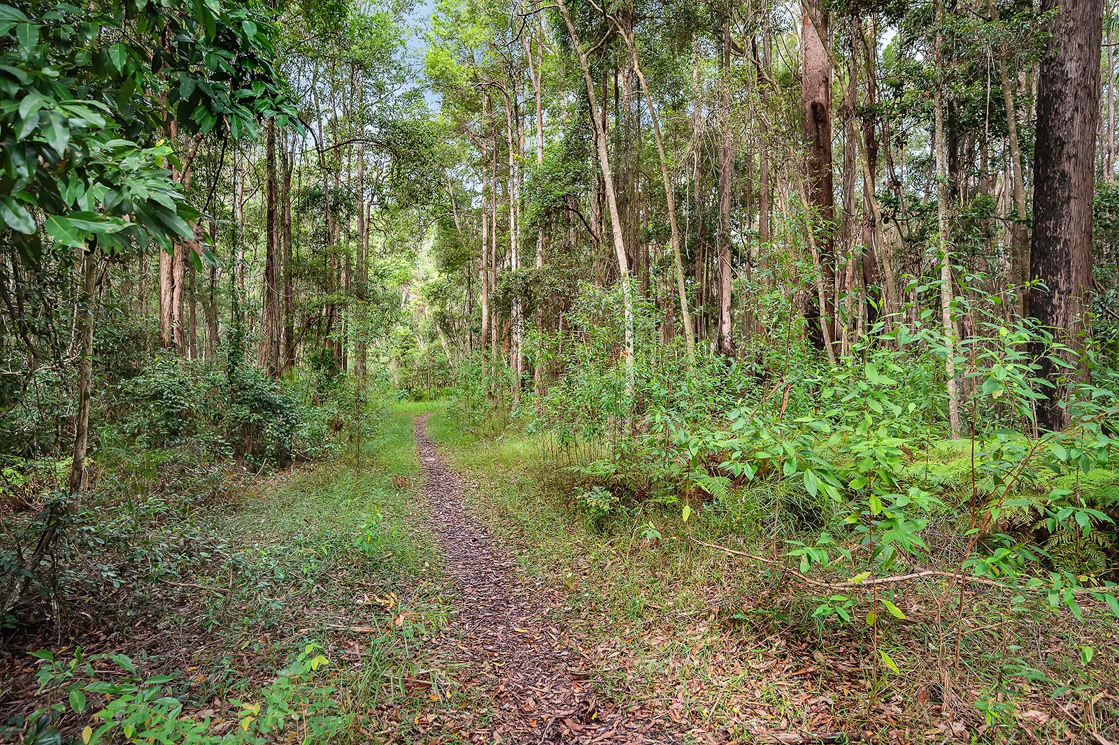 Additional image 31 of 37 Figbird Crescent, Buderim QLD 4556