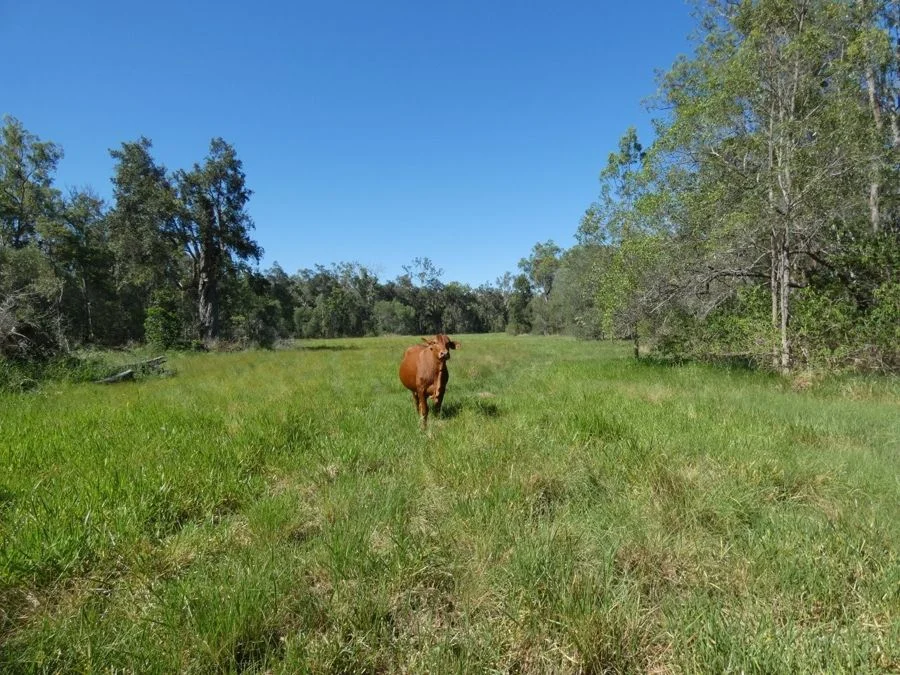 Additional image 26 of 45 Sheahan Road, Berajondo QLD 4674
