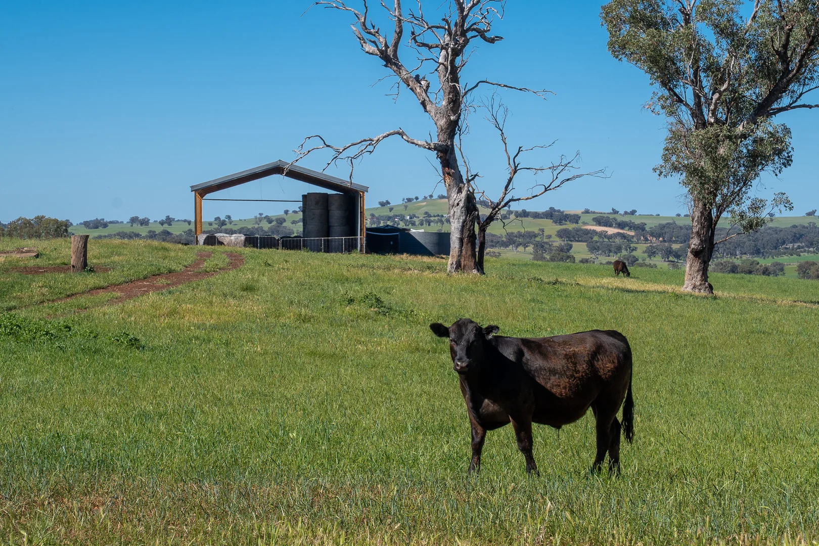 Additional image 9 of 'Wandella Park' 1097 Davys Plains Road via Cudal,, Orange NSW 2800