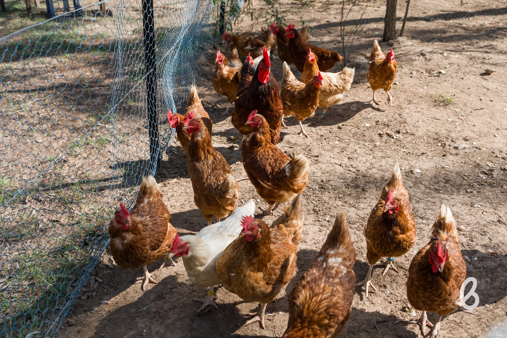 Additional image 32 of 241 Pioneer Road, Singleton NSW 2330