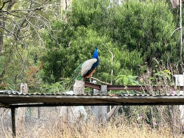 Additional image 2 of 66 Yeoman, Boggabilla NSW 2409