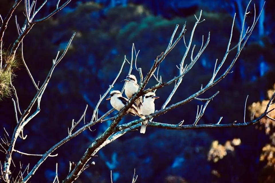 Additional image 24 of Lot 18 Hulks Road, Merriwa NSW 2329