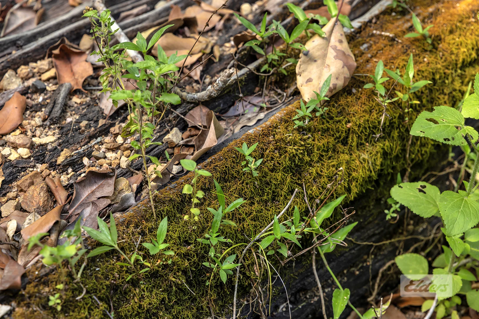 Additional image 17 of 4 Korenan Service Road, Lowmead QLD 4676