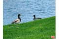 Additional image 51 of 27 Via Valverde, Cathedral City, CA, 92234