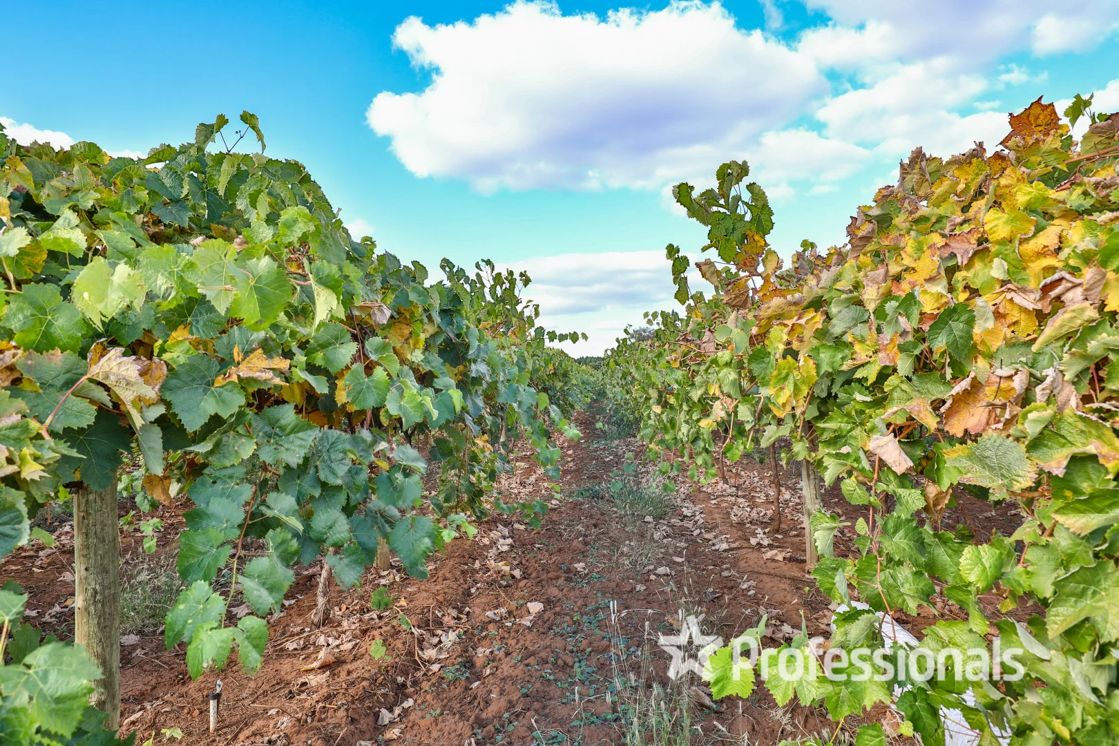 Additional image 12 of Lot 2 Myall Street, Cardross VIC 3496