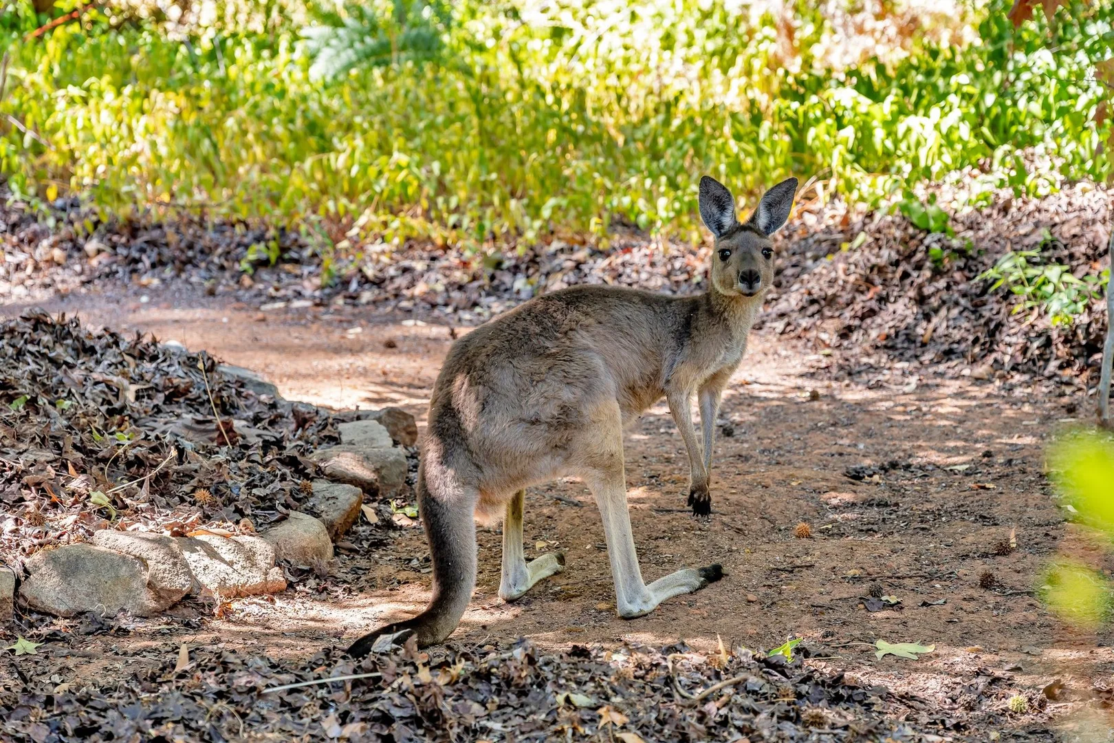 Additional image 35 of 186 Holyoake Road, Dwellingup WA 6213