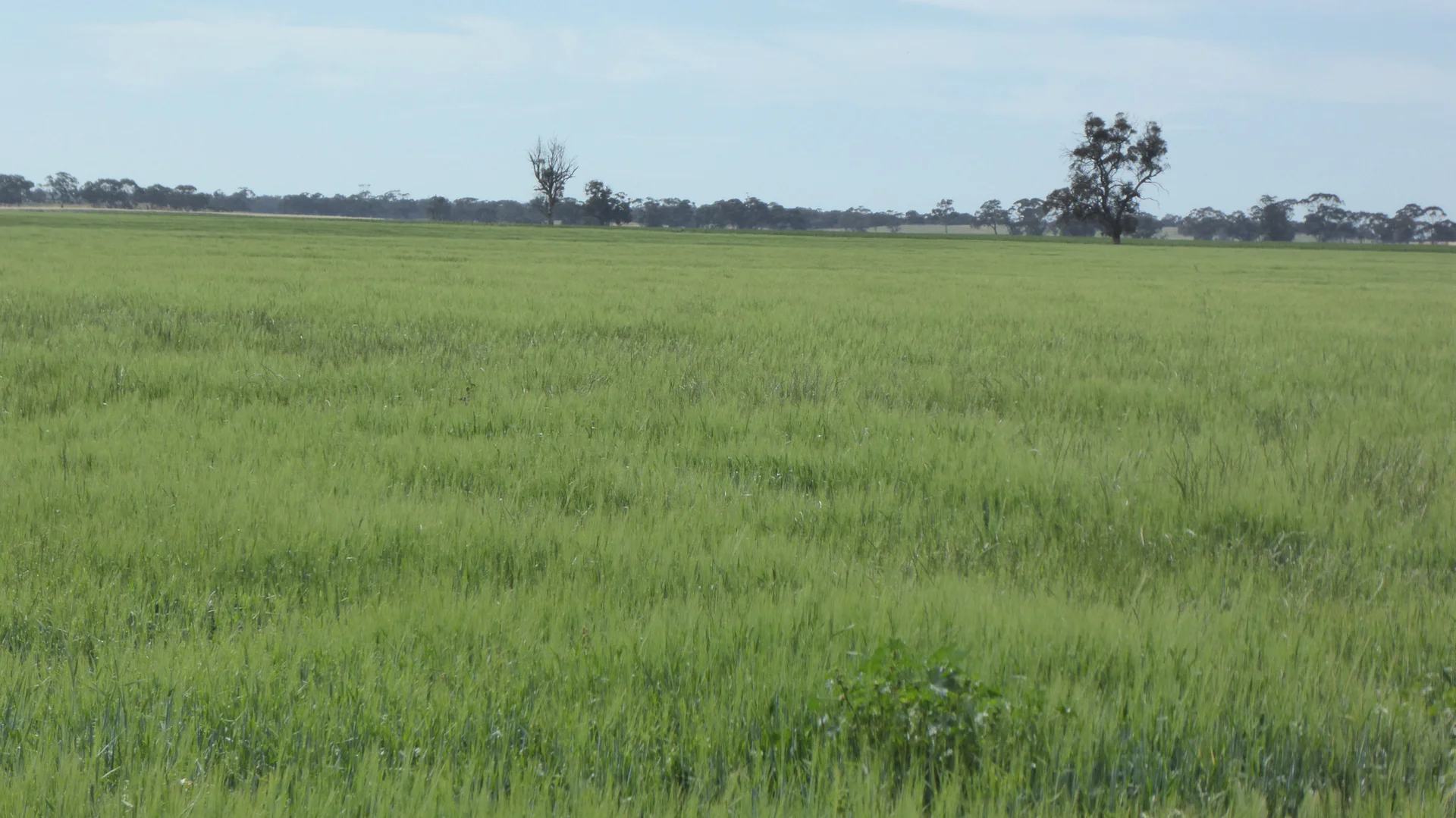 Additional image 9 of S606 Swedes Flat Road, Mundulla West SA 5270