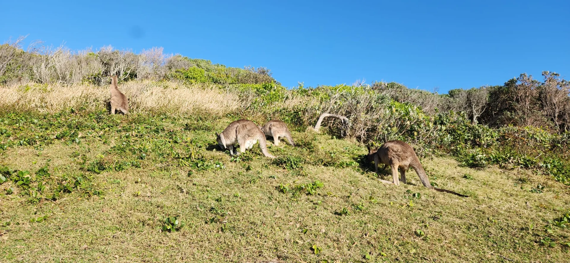 Additional image 10 of 12 Wuy Wuy Street, Iluka NSW 2466