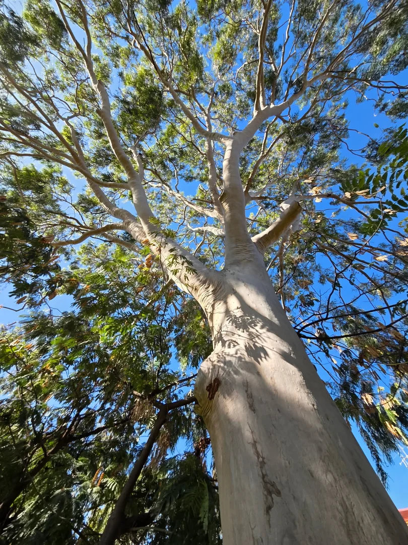 Additional image 34 of 44 Templar Street, Forbes NSW 2871