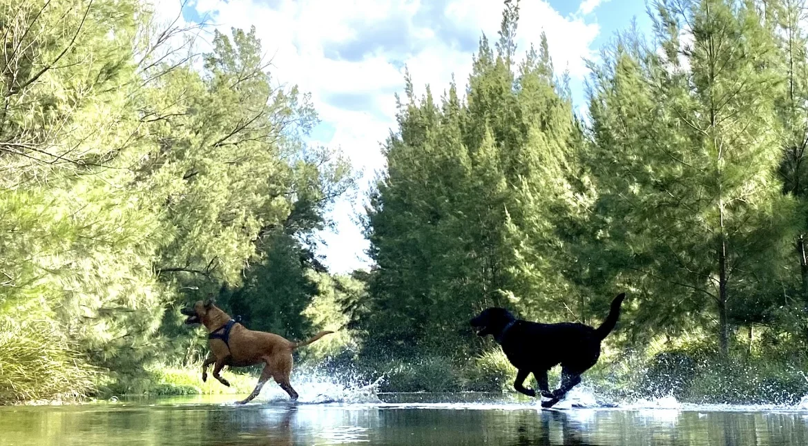 1644 Paterson River Road, Lostock NSW 2311