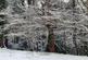 Additional image 42 of Downing Road, Whitford, CH8