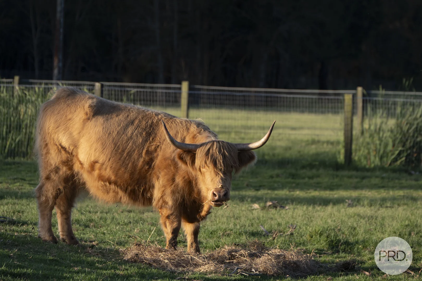 Additional image 19 of 1 Cromarty Lane, Bobs Farm NSW 2316