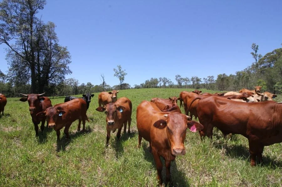 Additional image 3 of 45 Sheahan Road, Berajondo QLD 4674