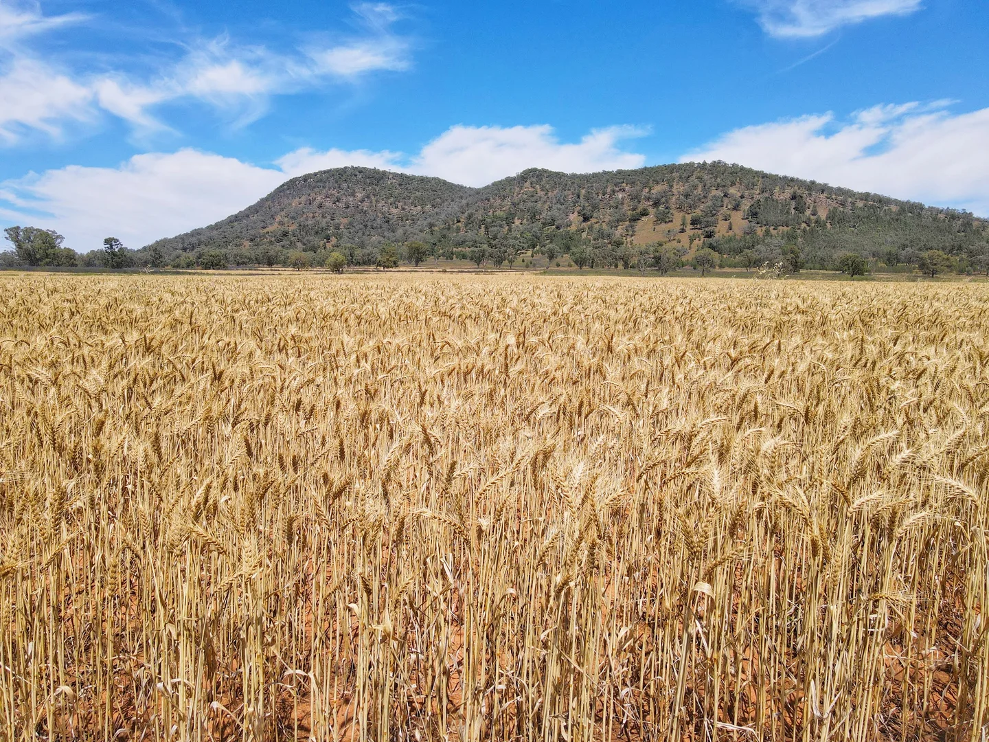 Additional image 8 of 179 Mittons Lane 'Lorna Doone', Pinnacle NSW 2810