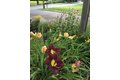 Additional image 28 of 142 Abbott St, North Andover, MA, 01845