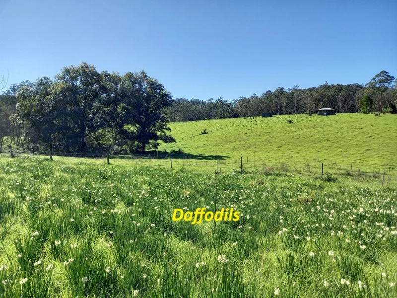 Additional image 16 of Dorrigo NSW 2453