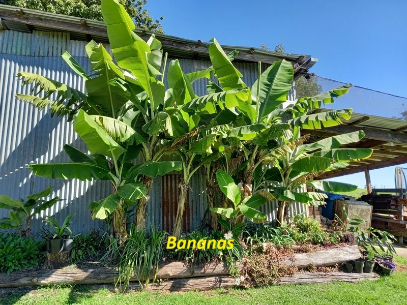 Additional image 19 of Dorrigo NSW 2453