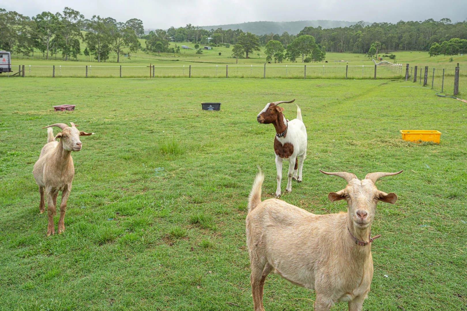 Additional image 12 of 1657 Mount View Road, Millfield NSW 2325