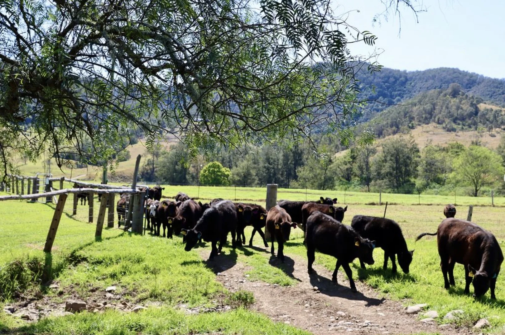 Additional image 33 of 689 Manchester Road, Via Gloucester, Bindera NSW 2422