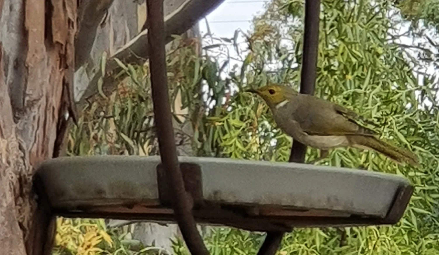 Additional image 27 of 6 Tantalla Street, Wedderburn VIC 3518